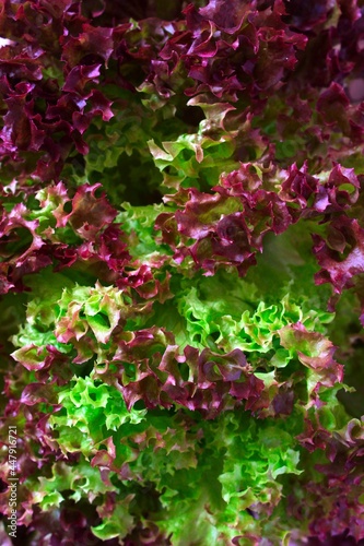 Fresh colorful lettuce salad background. Top view. Healthy food.