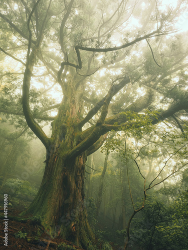 【静岡県】伊豆の巨木 霧の中のしらぬたの大杉 