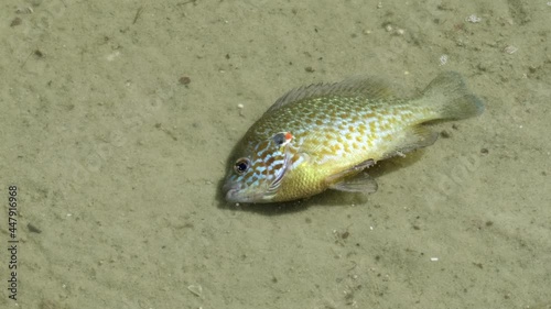 Dead fish by the coast line. Water pollution, environmental disaster.  Ecology, ocean conservation, fish die off, marine. One dead perch Lepomis Gibbosus on the sand in water at the river shore, close photo