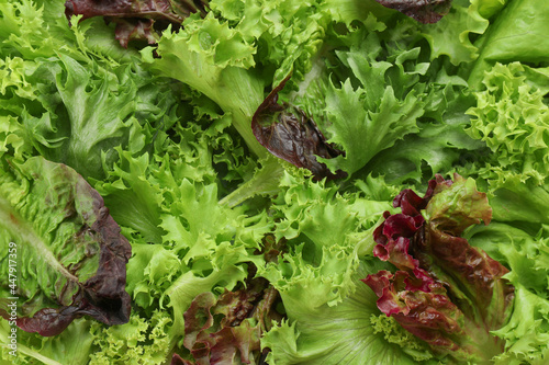 Different sorts of lettuce as background, top view
