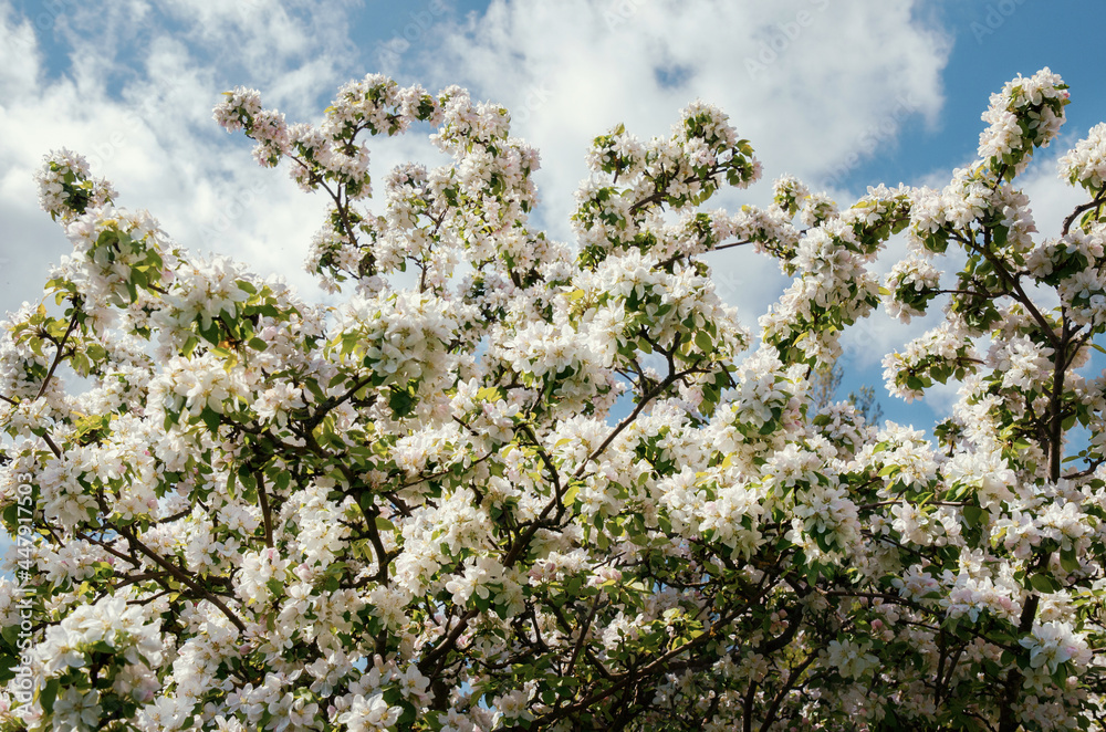 Apple tree branches with white flowers against the sky Apple tree branches with white flowers against the sky