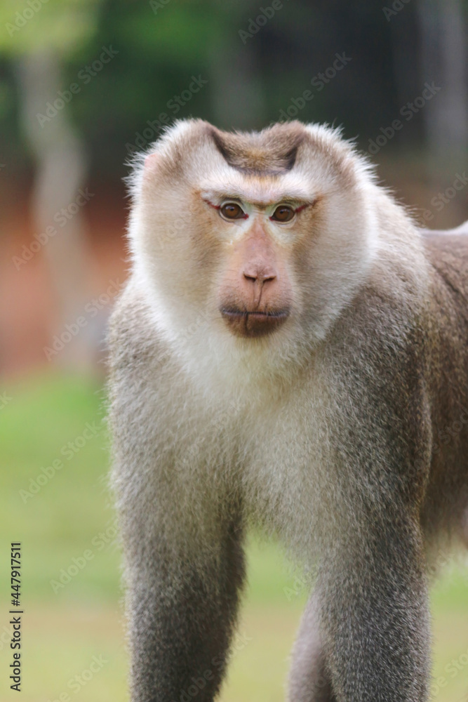 The gaze of the monkey leader in Khao Yai National Park, Thailand