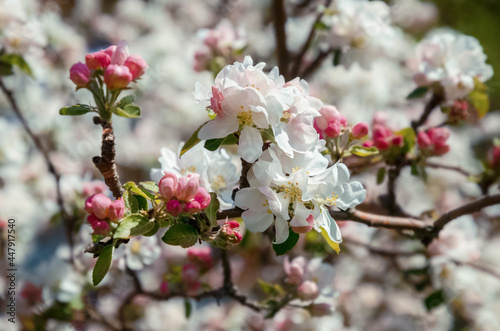 White apple blossoms and pink buds on a branch in spring