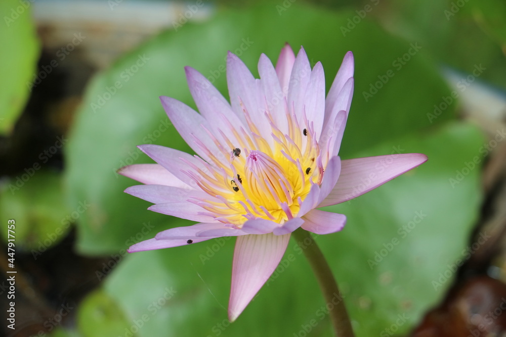Light purple lotus and pollen insects Light purple lotus and pollen insects