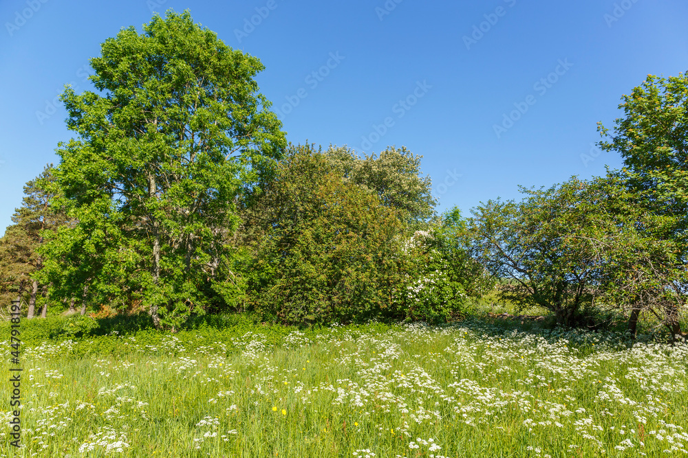 Meadow landscape with flowers and trees in the summer Meadow landscape with flowers and trees in the summer