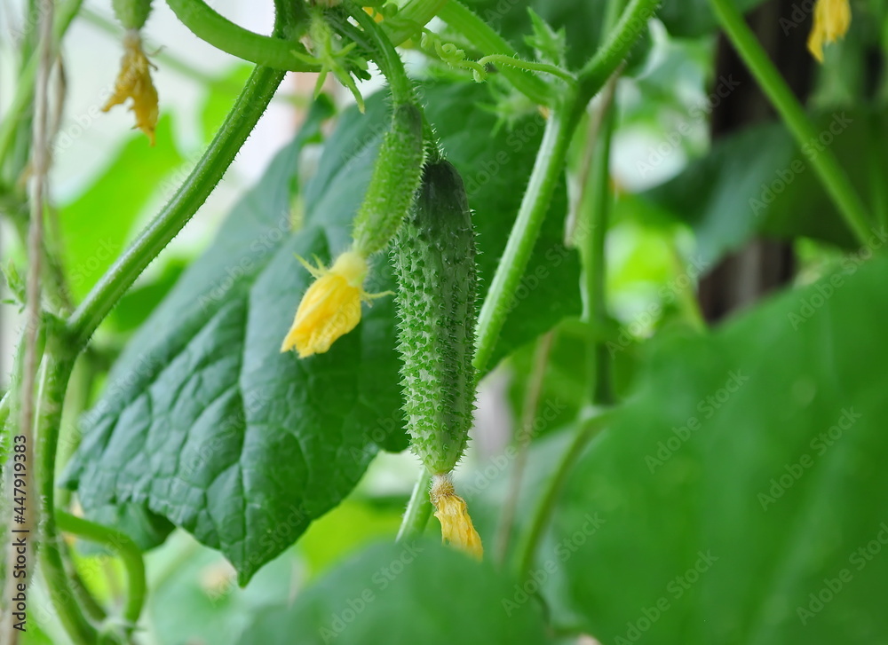 Greenhouse growing cucumbers on a branch Greenhouse growing cucumbers on a branch