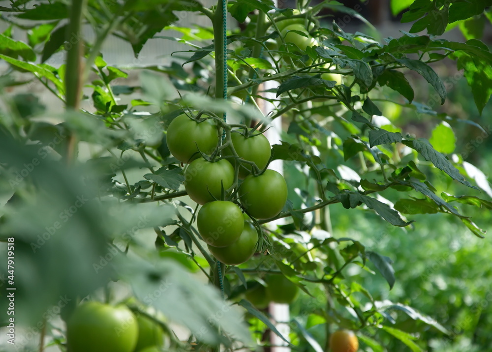 Unripe green tomatoes in the greenhouse