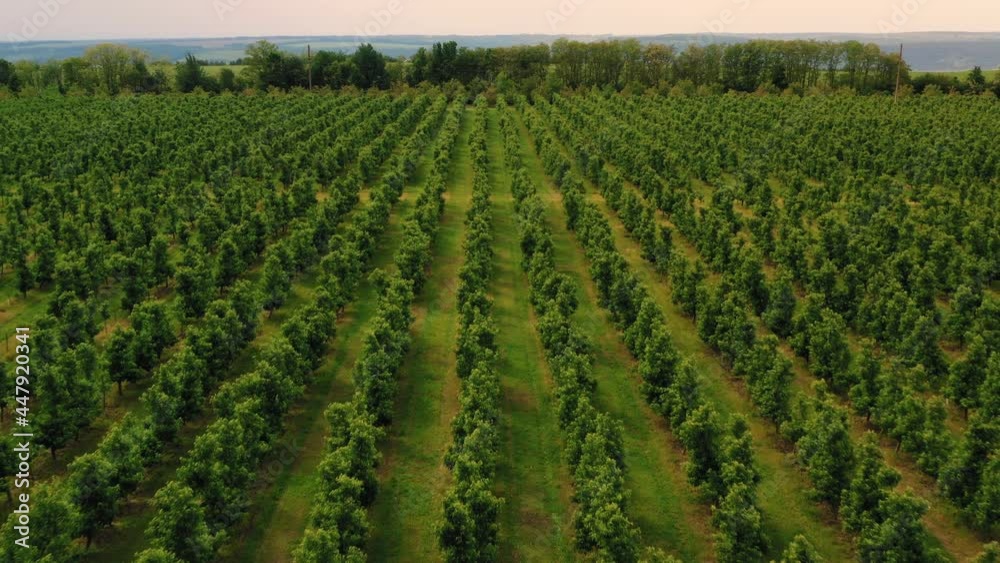 Aerial View of Fruit Trees Plantation. Drone flying over Green Trees Garden with Organic Plantings. Trees Seedling Growing on Symmetrical Farm Plantation. Field Landscape. Orchards Aerial View of Fruit Trees Plantation. Drone flying over Green Trees Garden with Organic Plantings. Trees Seedling Growing on Symmetrical Farm Plantation. Field Landscape. Orchards