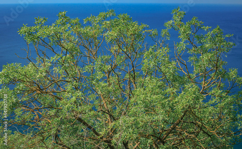 Tropical tree with beautiful branches 