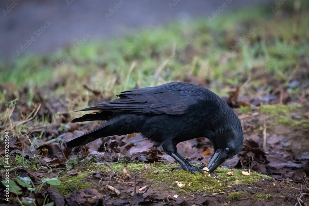 Fototapeta premium Carrion crow (Corvus corone) opening a seed pod
