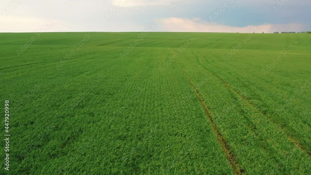 Top View of Agriculture Green Field with Sown in Countryside. Aerial View on Farmland with Crops in Rural Area. Land with Plants. Nature Textures. Organic. Ecological Environment. Farming. Top View of Agriculture Green Field with Sown in Countryside. Aerial View on Farmland with Crops in Rural Area. Land with Plants. Nature Textures. Organic. Ecological Environment. Farming.
