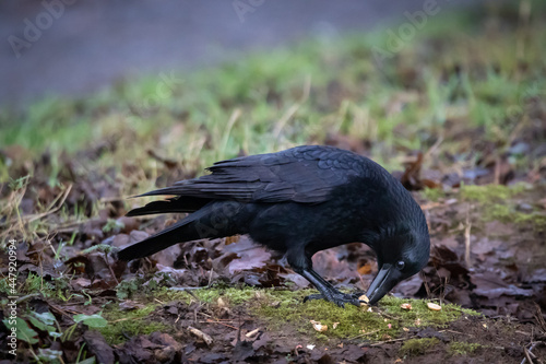 Carrion crow (Corvus corone) opening a seed pod