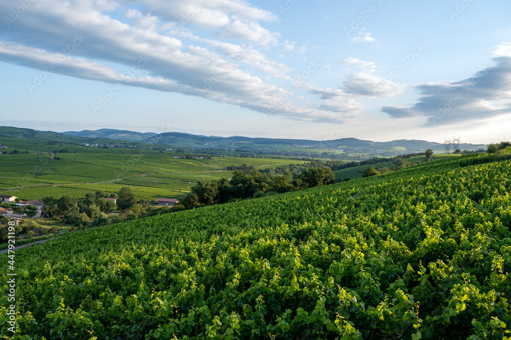 Paysage de vignoble en Bourgogne autour du village de Fuissé en France dans le département de Saône-et-Loire