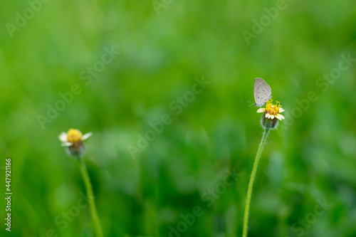 Nature and green leaf blur background