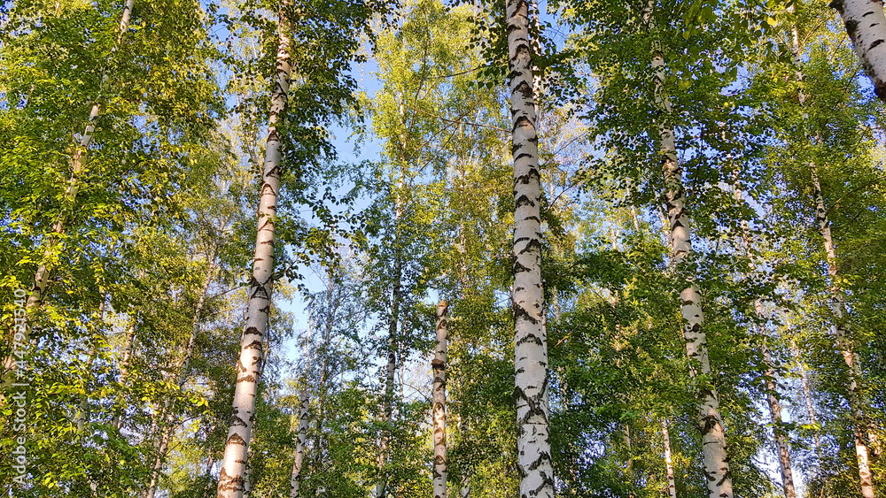 Fototapeta premium Birch Trees in a Grove
