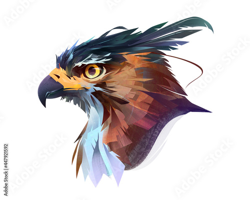 Valokuvatapetti drawn color bright bird of prey hawk portrait on white background