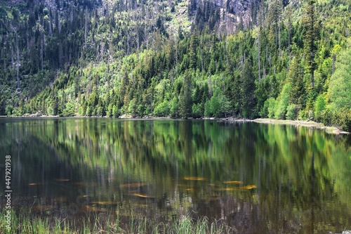 A view to the glacial Plöckensteiner See surrounded by trees at Sumava national park, Czech republic