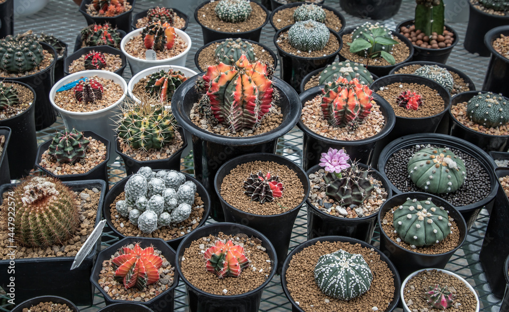 Many small beautiful cactus with feathers planted in different shapes and different colors growing in pots. Selective focus.