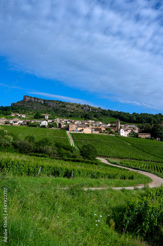 Paysage de vignoble en Bourgogne autour du village de Pouilly-Solutré en France dans le département de Saône-et-Loire sous la Roche de Solutré