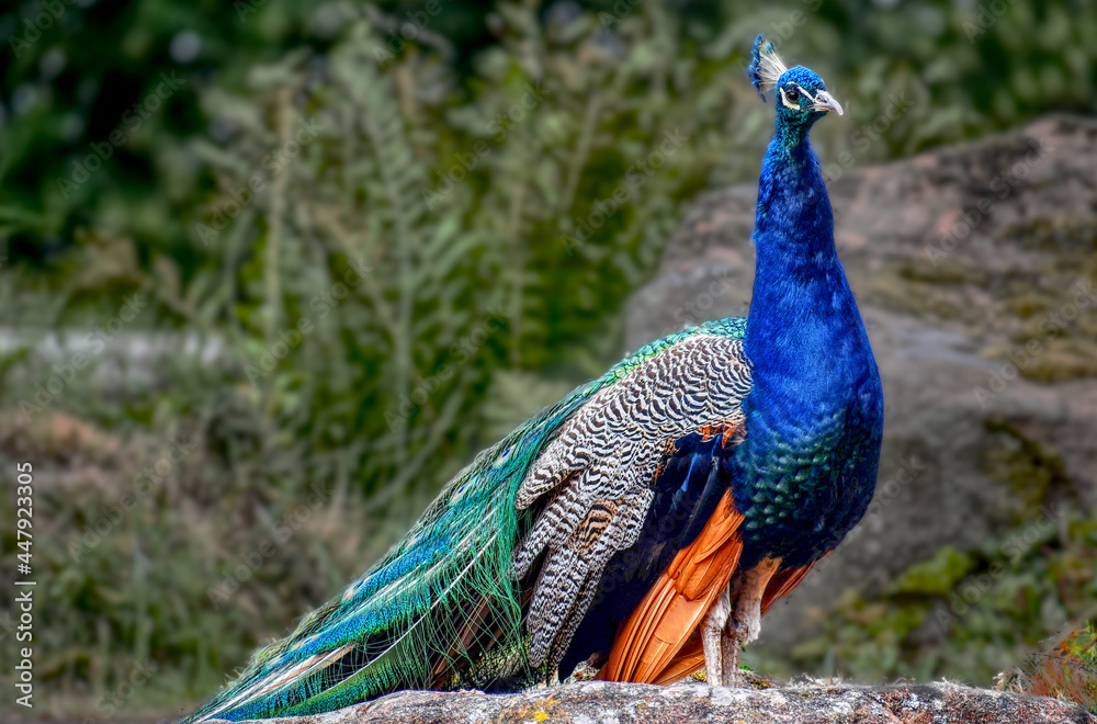 Obraz premium portrait of a peacock