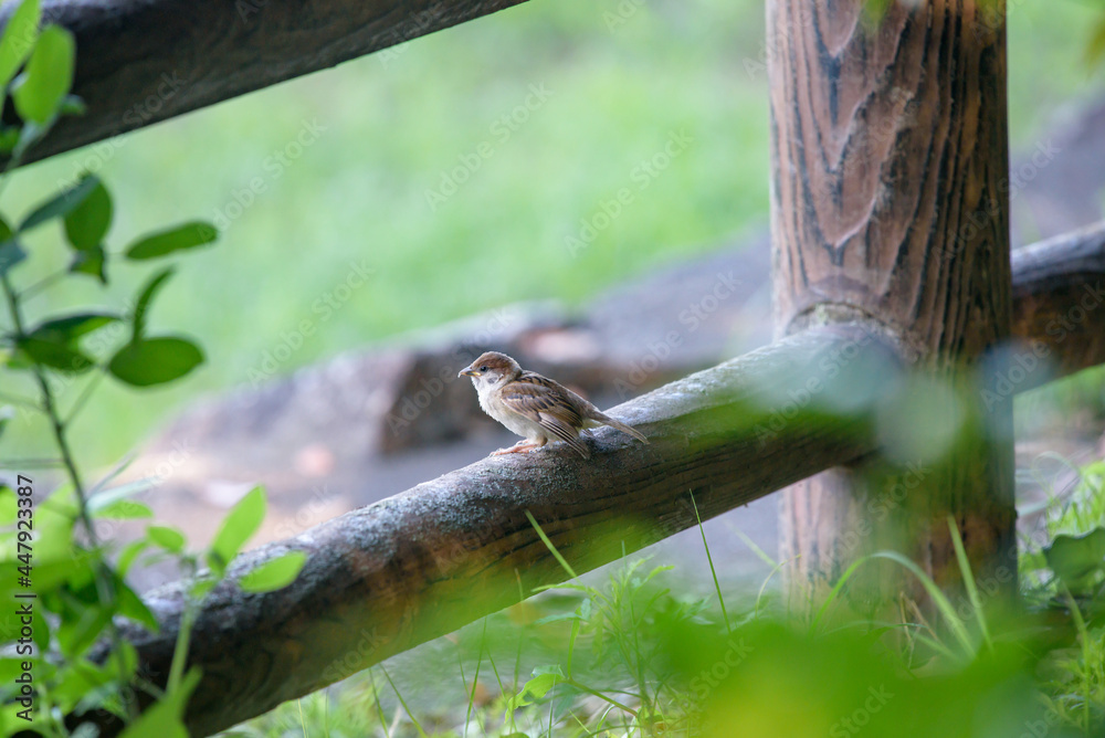 A young sparrow perched on a fence A young sparrow perched on a fence