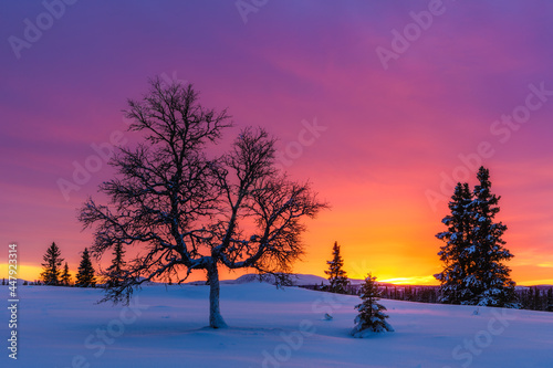 Trees in winter landscape with colorful sunset