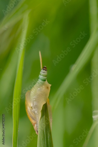 A small amber snail (Succinea) infected with the parasite Leucochloridium paradoxum on green grass.