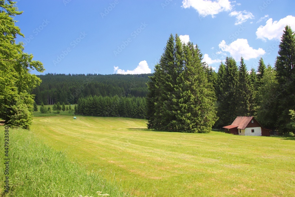 Beautiful summer meadow with little cottage surrounded by trees near Kubova Hut, Czech republic