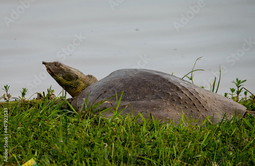 Giant Softshell Turtles photo