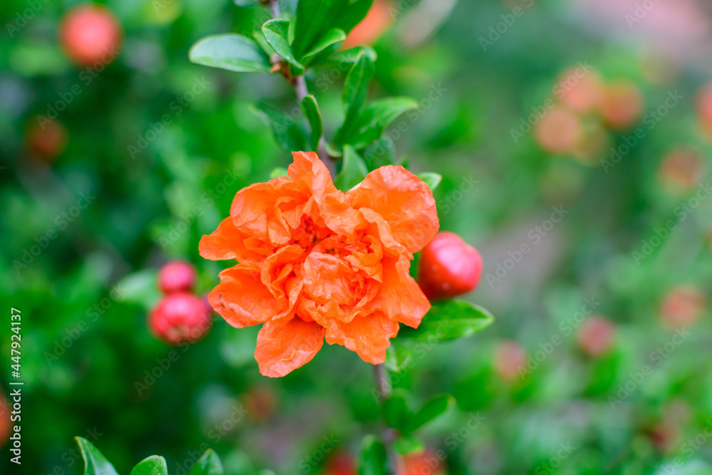 Close up of beautiful small vivid orange red pomegranate flower in full bloom on blurred green background, photographed with soft focus in a garden in a sunny summer day. Close up of beautiful small vivid orange red pomegranate flower in full bloom on blurred green background, photographed with soft focus in a garden in a sunny summer day.