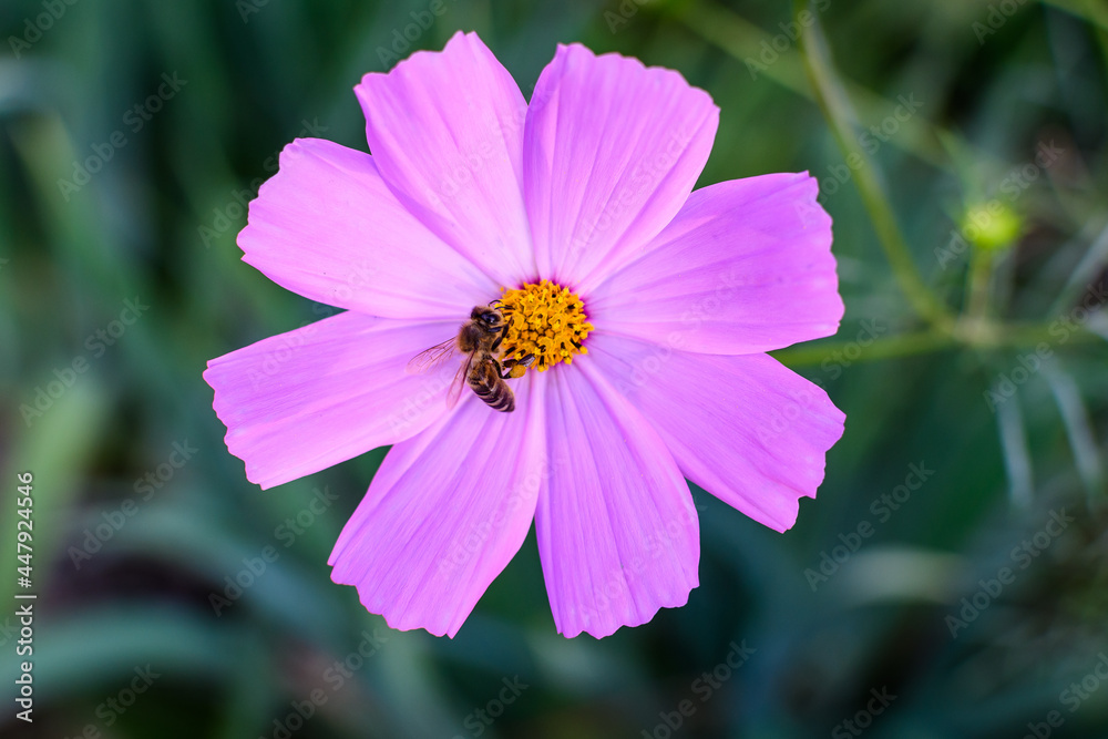 One delicate vivid pink flower of Cosmos plant in a British cottage style garden in a sunny summer day, beautiful outdoor floral background photographed with soft focus. One delicate vivid pink flower of Cosmos plant in a British cottage style garden in a sunny summer day, beautiful outdoor floral background photographed with soft focus.