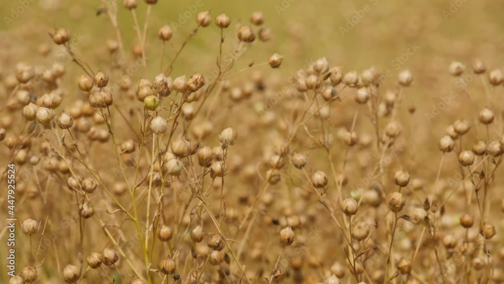 Close-up of ripe flax heads swaying in the field, harvesting flax Close-up of ripe flax heads swaying in the field, harvesting flax