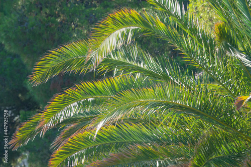 CLOSE UP  Bright summer sunbeams shine on a lush palm tree ornating an avenue.