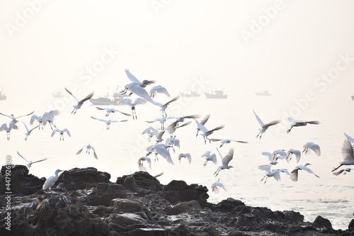 Flock of white Giant birds flying near sea shore above rocks of Mumbai,India photo
