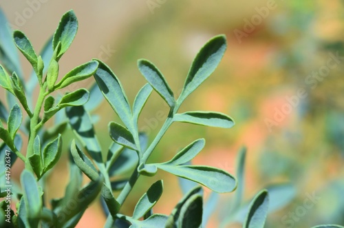 arruda