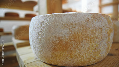 Fresh soft cow cheese with mold closeup. Sunny farm on blurred background. Countryside lifestyle. Eco business. Healthy nutrition.