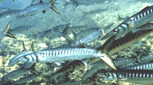 4k footage of Yellowmouth Barracuda (Sphyraena viridensis) in the Mediterranean Sea photo