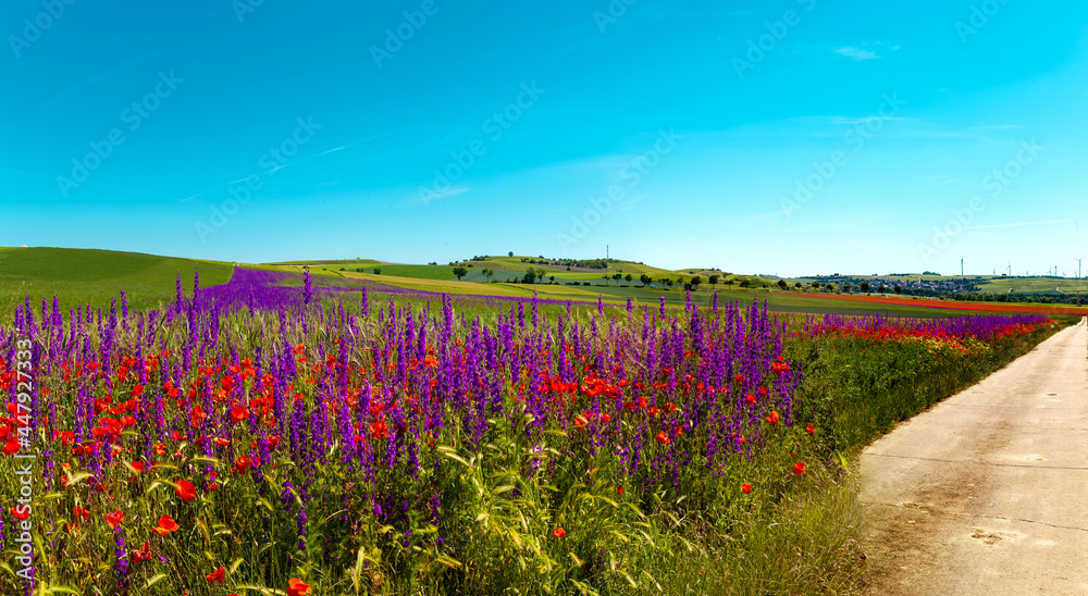 Panoramic Poppy field in summer countryside on blue clear sky. Panorama of poppies and delphinium flowers field. Organic Farming seed extraction in Rhineland Palatinate, Germany. Seed collection Panoramic Poppy field in summer countryside on blue clear sky. Panorama of poppies and delphinium flowers field. Organic Farming seed extraction in Rhineland Palatinate, Germany. Seed collection
