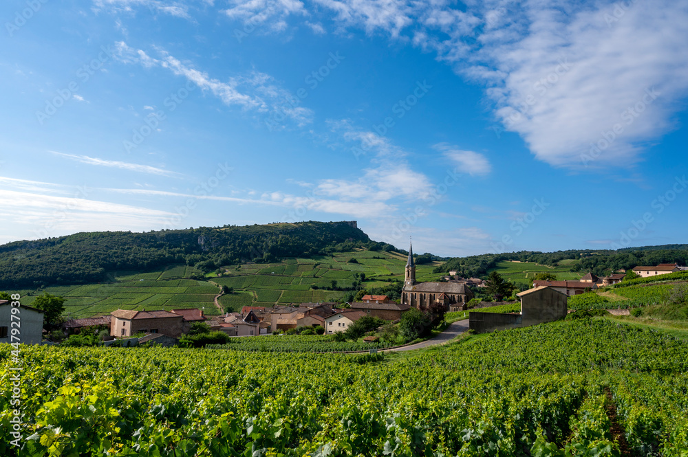 Paysage de vignoble en Bourgogne autour du village de Vergisson en France dans le département de Saône-et-Loire sous la Roche de Solutré