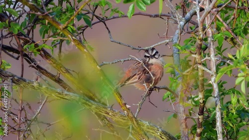 Zippammer (Emberiza cia) im Moseltal photo