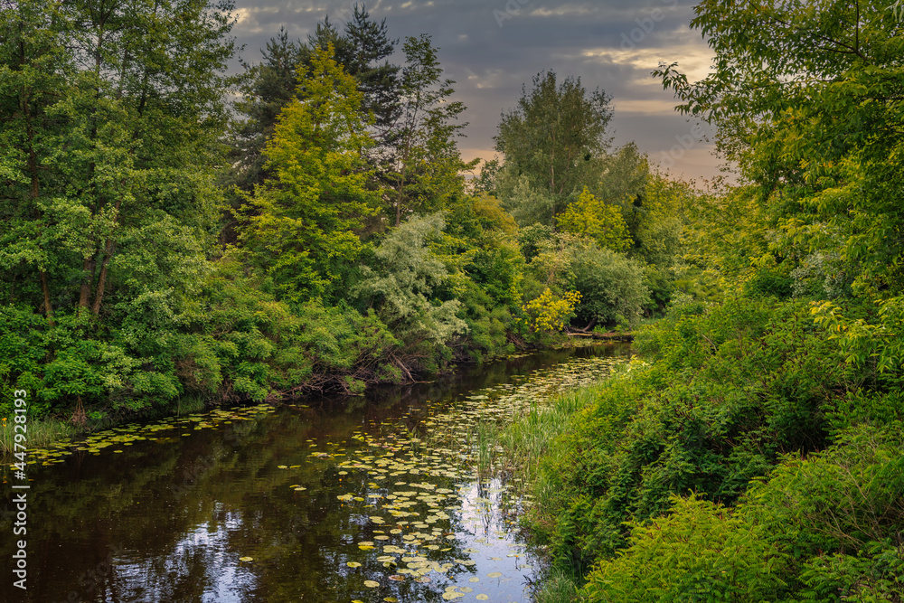 A pond with blooming water lilies and wooded banks. Beautiful nature.