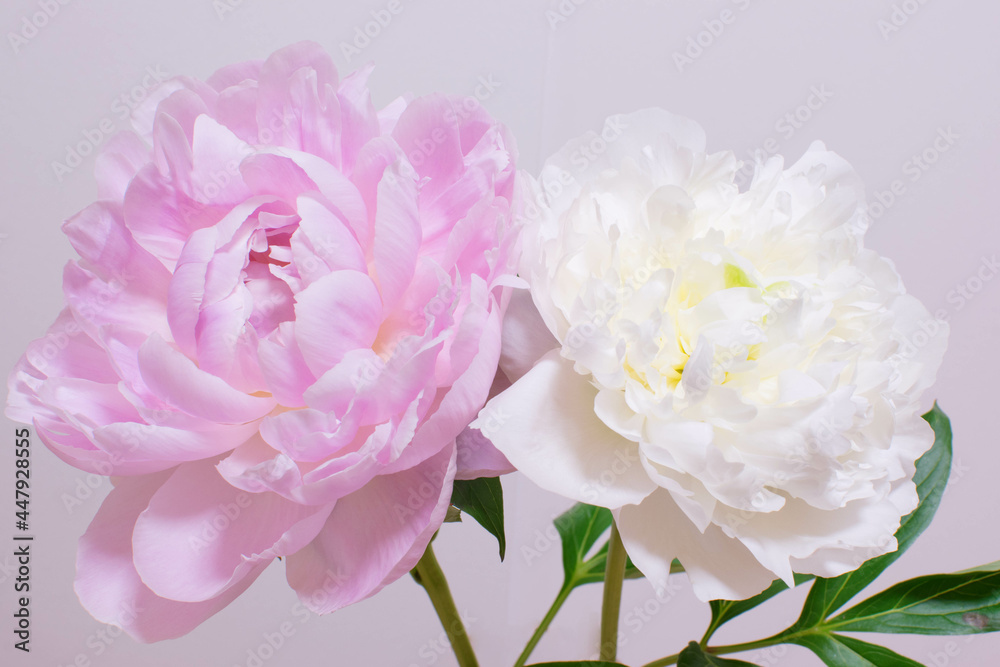 Pictures of beautiful large peony flowers on a bright background 