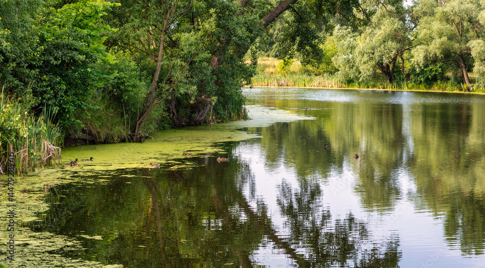 The river with the banks overgrown with forest. Hiking and water tourism. Beautiful nature. The river with the banks overgrown with forest. Hiking and water tourism. Beautiful nature.