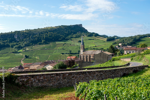 Paysage de vignoble en Bourgogne autour du village de Vergisson en France dans le département de Saône-et-Loire sous la Roche de Solutré