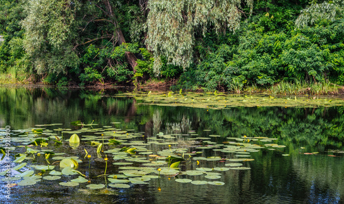 A pond with blooming water lilies and wooded banks. Beautiful nature.