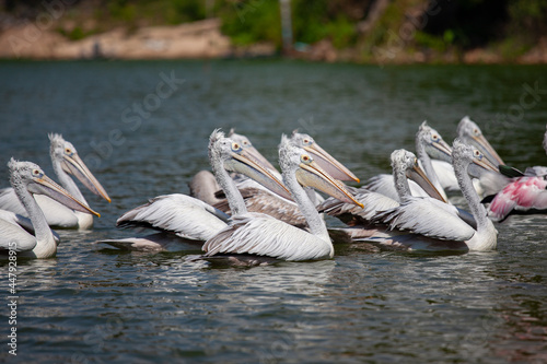 Group of Spot-billed pelican (Pelecanus philippensis) floating on the pond. Side view. © PPstock