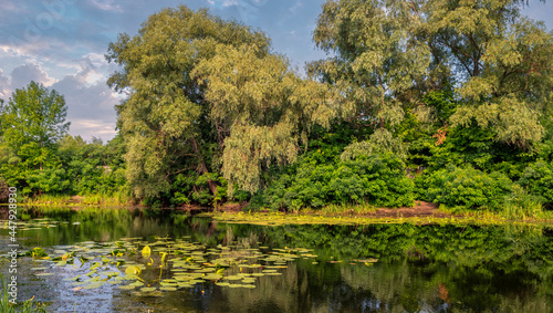 A pond with blooming water lilies and wooded banks. Beautiful nature.