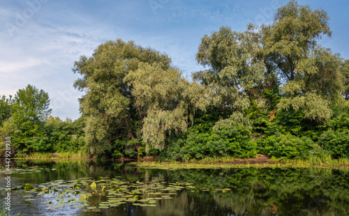 A pond with blooming water lilies and wooded banks. Beautiful nature.