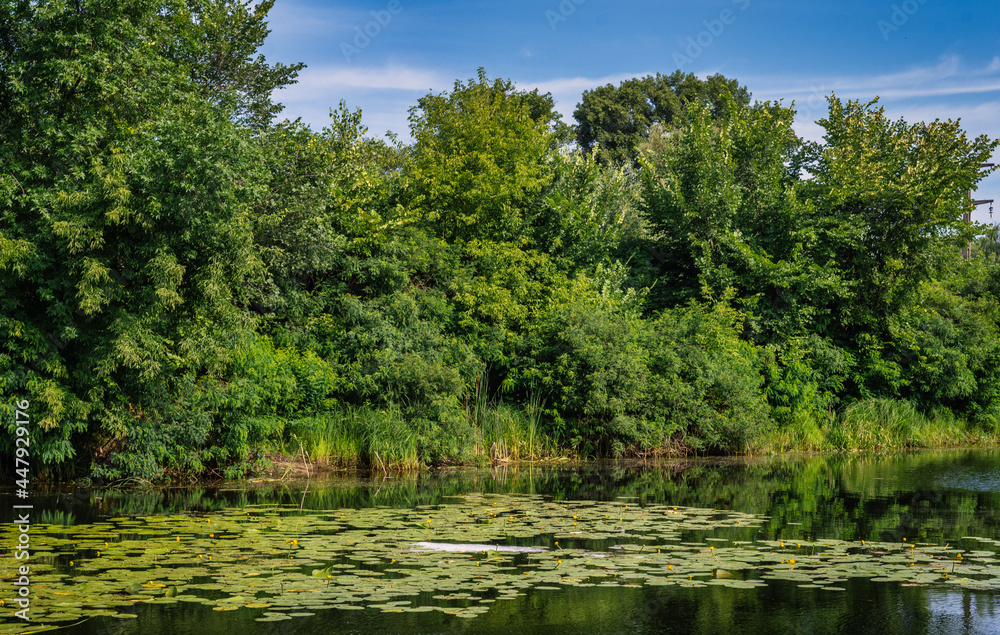 A pond with blooming water lilies and wooded banks. Beautiful nature. A pond with blooming water lilies and wooded banks. Beautiful nature.