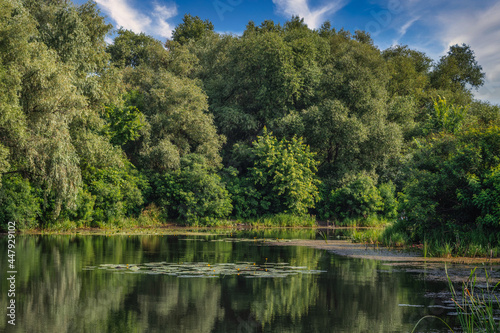 A pond with blooming water lilies and wooded banks. Beautiful nature.